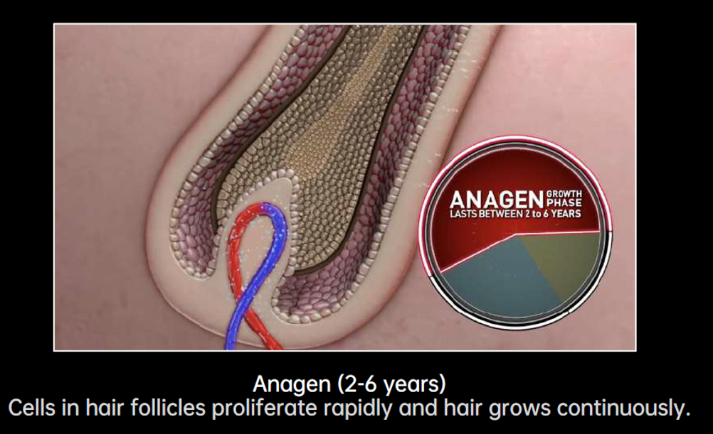 The Anagen Phase: How Your Hair Actually Grows