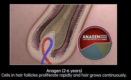 The Anagen Phase: How Your Hair Actually Grows